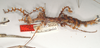 CollectionObject 1562296; 0bd61acf-dea1-40a4-abaa-e9a76976d357: copyright OUMNH. female: head and thorax, lateral view of Ceroys laciniatus (holotype). (CollectionObject).
