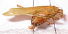 CollectionObject 1564887; c977f5de-ad7a-499b-9a7c-83c78d4efb4d: female, lateral view (paratype). (CollectionObject).
