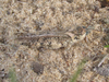 male (Rabbit Rock Park, about 1.5 miles south of Big Flats, Wisconsin, 22 July 2016). Depicts Spharagemon collare (Scudder, 1872), an Otu.