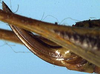 Broughtonia arnoldi (Ramme, 1933): female ovipositor (paratype). (Otu).