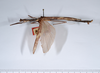 CollectionObject 1559124; 6035290c-9c99-4d02-b00c-c50ce63cde79: copyright ANSP. male, lateral view (holotype). (CollectionObject).