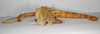 CollectionObject 1558773; d61ef04b-994d-442a-ab03-4d9a3fe0e9c2: copyright ZMB, Berlin. female, lateral view of synonym Eurycnema stenocerca (paralectotype). (CollectionObject).
