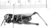 CollectionObject 1523923; a2418803-3ce8-423b-b79f-420a9442b915: male, lateral view (lectotype). (CollectionObject).