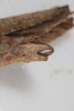 CollectionObject 1505790; f66dcb63-6045-4d5d-acc7-ba5b68075af6: male, ventral view (syntype). (CollectionObject).