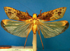 CollectionObject 1500611; 7d35663d-95d8-4a8e-8257-2b1535c543eb, DORSA BTweipraHTM: male, dorsal view (holotype). (CollectionObject).