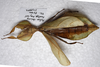 CollectionObject 1581343; a2b3837b-149d-4220-98cf-bd80f151703c: copyright ZRC Singapore. female, dorsal view (paratype). (CollectionObject).;CollectionObject 1581344; 10a2ae77-0789-48d0-8ed5-f68a7fd10f6d: copyright ZRC Singapore. female, dorsal view (paratype). (CollectionObject).