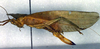 CollectionObject 1500415; 7cf8d1c0-e877-4cd4-b923-3a01dc2bc7e1: female habitus, lateral view (syntype). (CollectionObject).;CollectionObject 1500416; b6ec5c5e-e9c2-4478-96f8-07cb69450e52: female habitus, lateral view (syntype). (CollectionObject).