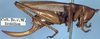 CollectionObject 1531365; NMW 1101, 0200bac1-f6bd-4a0b-872a-ce85b1698084: female, lateral view (holotype). (CollectionObject).