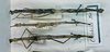 CollectionObject 1557663; 08d5307c-a76e-4d60-b7e8-8d0fea1f2944: copyright MNHN, Panel coll., Paris. female (syntype) and two possible female syntypes. (CollectionObject).