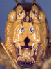CollectionObject 1531887; NMW 16933, 8a5421a2-044c-4ff8-921d-03d09956b330: [not sure whether male or female syntype]. head, frontal view (syntype). (CollectionObject).