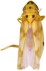 Habitus, dorsal view on Arboridia (Arboridia) septempunctata Choe & Jung, 2015: Habitus. (Observation).