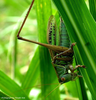 Gampsocleis buergeri (Haan, 1843): male (Gampsocleis mikado). (Otu).