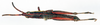 CollectionObject 1594303; 4e214899-ca34-40e5-bdb6-9c23d906cc8b: male, dorsal view (paralectotype). (CollectionObject).