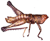 CollectionObject 1523928; e25e55b4-aad2-4a91-a93e-3bf4bbe6f249: male, lateral view (holotype). (CollectionObject).