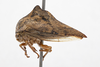 Habitus, lateral view: !! display not done !! on Heliria strombergi Goding, 1893: (Observation).