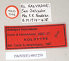 CollectionObject 1557257; NHMUK(SF IMPORT DUPLICATE) 845250, 7e2ad631-ffb0-4ae4-b2f3-96a52c583658: copyright Natural History Museum, London. male, data labels (holotype). (CollectionObject).