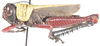 Bibracte hagenbachii (Haan, 1842): lateral view. (Otu).