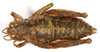 CollectionObject 1499596; 17a03c52-5945-4f7b-9b00-6199432ab85b: female, dorsal view (allotype). (CollectionObject).