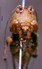 CollectionObject 1536070; 8747b554-ea04-495a-b30d-5ba0f5deb2bd: female frons (holotype). (CollectionObject).