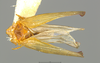 Habitus, dorsal view on Omolicna cubana (Myers, 1926): (Observation).