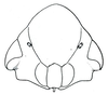 Head: !! display not done !! on Memnonia Ball, 1900: Memnonia brunnea, female, face. (Observation).