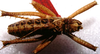 CollectionObject 1507301; 2ffb8170-57c1-4f57-8679-a1f8ed8fd16e: male, dorsal view (holotype). (CollectionObject).