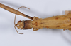 CollectionObject 1557231; afeebaae-379e-463d-bc14-7cc056aab3a8: copyright NHMB, Basel. female: head & thorax, dorsal view (syntype). (CollectionObject).;CollectionObject 1557232; 2b50f075-48ad-4d8a-b9c4-87f8fc2837f9: copyright NHMB, Basel. female: head & thorax, dorsal view (syntype). (CollectionObject).