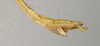 CollectionObject 1559972; NMW 1037, 892a3ef5-af2d-4087-9d31-69605491c4e0: copyright NMW, Vienna. female: end of abdomen, lateral view of Aruanoidea confusa (holotype). (CollectionObject).