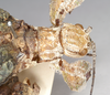 CollectionObject 1561354; NHMUK(SF IMPORT DUPLICATE) 845174, 55a73d33-d7a8-47ac-b558-273efabf71c9: copyright Natural History Museum, London. female of synonym Prisopus fisheri, head (holotype). (CollectionObject).
