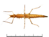 CollectionObject 1580334; f991a7dd-9e6c-43ef-b677-fc5d1a379a60: copyright Sheyla Yong. female, ventral view (paratype). (CollectionObject).;CollectionObject 1580335; f03a71f5-7eb8-4cb9-91de-0db6f5b8c285: copyright Sheyla Yong. female, ventral view (paratype). (CollectionObject).