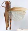 CollectionObject 1530729; 1acd811f-31b3-496e-8b56-a5711204642d, DORSA SAcyciraHTM: male, dorsal view (holotype). (CollectionObject).