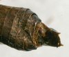 CollectionObject 1517182; b2fc8454-4552-435a-9be6-5cd2919c9a74: male abdomen tip, dorsal view (holotype). (CollectionObject).