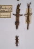 CollectionObject 1562506; 4123c746-30ef-4674-9ff1-1096e6690dd8: copyright St. Petersburg. male & female, dorsal view (PLT's). (CollectionObject).;CollectionObject 1562507; 23271791-efda-4ced-9ee0-4a20d2f4141b: copyright St. Petersburg. male & female, dorsal view (PLT's). (CollectionObject).