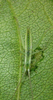 Oecanthus walkeri Collins & Symes, 2012: 2009. male nymph. (Otu).