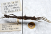 CollectionObject 1561578; ebcd843b-dc07-46ea-ba8d-39fdc0e196a2: copyright LKCNHM, Singapore. male, lateral view (paratype). (CollectionObject).