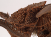 CollectionObject 1534546; f649ad2b-bec5-4fe1-94b6-fc317d6b3723: female pronotum, lateral view (holotype of Choeroparnops platythorax). (CollectionObject).