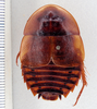 Hemiblabera tenebricosa Rehn & Hebard, 1927: Photo taken by Heidi Hopkins. (Otu).