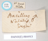 CollectionObject 1558030; b13e432c-573d-4544-bada-a88b6f3572c8: copyright Natural History Museum, London. male, dta labels (syntype). (CollectionObject).;CollectionObject 1558031; e7723eee-9b4e-43ca-bac0-c5aad6b05318: copyright Natural History Museum, London. male, dta labels (syntype). (CollectionObject).
