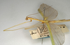 CollectionObject 1559972; NMW 1037, 892a3ef5-af2d-4087-9d31-69605491c4e0: copyright NMW, Vienna. female: head and thorax, lateral view of Aruanoidea confusa (holotype). (CollectionObject).