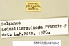 CollectionObject 1573074; 23d2e1bf-f3f7-4d4d-b7f8-4835eb109ec8: Copyright Natural History Museum, London. Labels from non-type (adult male) in BM(NH). (CollectionObject).
