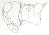 Tetrixocephalus bilineatus Ronderos, 1979: Fig. 61. female head and pronotum, lateral view. (Otu).