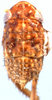 Nymph: (Observation).