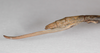CollectionObject 1576614; 04e63718-9693-498a-925e-4acc8d677421: copyright USNM, Washington. female: end of abdomen, lateral view (paratype). (CollectionObject).;CollectionObject 1576615; 6b99b982-327a-4ec0-b37d-1dfcae616e79: copyright USNM, Washington. female: end of abdomen, lateral view (paratype). (CollectionObject).