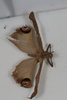 CollectionObject 2572001; cc5424a7-4973-417c-8942-034470ed2e26: male, dorsal view (syntype of Tanusia variabilis). (CollectionObject).