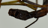 CollectionObject 1560952; USNM(SF IMPORT DUPLICATE) 7349, 87ff6108-e634-4e76-bc4e-a73b361b0010: copyright USNM, Washington. (CollectionObject).