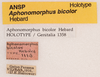 CollectionObject 1523682; 67da3785-dc28-4c80-87d3-3f7b2977fb99, ANSP1113: labels (holotype). (CollectionObject).