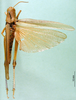 CollectionObject 1501218; 5771afc0-fc59-4e93-84a5-2a01b8b0f463: female, dorsal view (lectotype). (CollectionObject).
