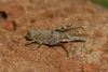FieldOccurrence 255; ed5cf48a-c082-45df-9600-33851f083dc9; Tanzania
saline area with Doum palms between Leletema Mountains and Kilimanjaro, 2015/06/??: female. (FieldOccurrence).