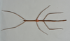 CollectionObject 1562187; 15c2593d-06c3-488b-a566-efe35ae64df6: copyright Natural History Museum, London. female (holotype). (CollectionObject).