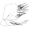 Pygofer, lateral view on Allotapes nigrifacies Emeljanov, 1964: Pygofer, lateral view. (Observation).